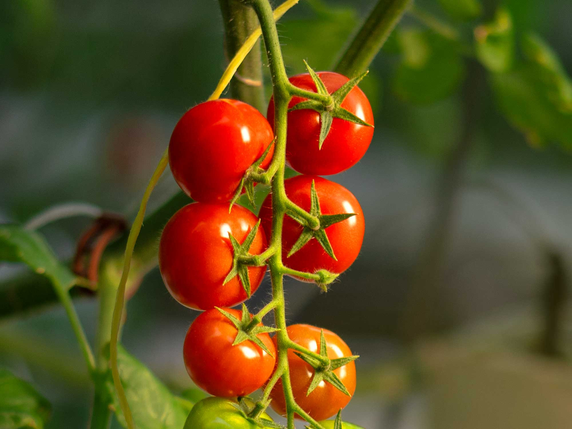 Tomater från Svenska Odlarlaget