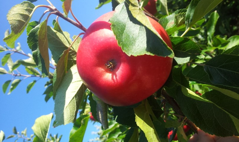 Äpple från Svenska Odlarlaget